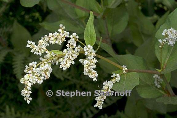 aconogonon phytolaccifolium 1 graphic